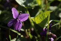 Viola odorata