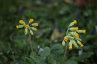 Primula veris