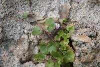 Cymbalaria muralis
