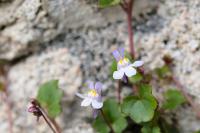Cymbalaria muralis