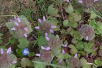 Lamium purpureum