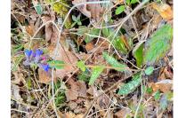 Pulmonaria longifolia