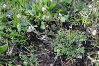 Cardamine hirsuta