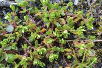 Montia fontana