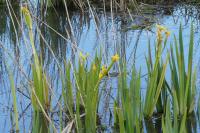 Iris pseudacorus