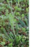 Capsella bursa-pastoris
