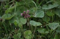 Petasites pyrenaicus