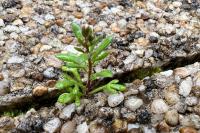 Saxifraga tridactylites