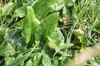 Arum maculatum