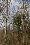 Populus tremula