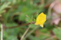 Ranunculus bulbosus