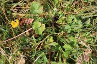 Ranunculus bulbosus