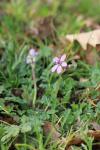 Erodium cicutarium