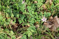 Erodium cicutarium