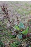 Rumex acetosa