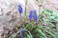 Muscari neglectum