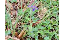 Pulmonaria longifolia