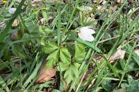 Anemone nemorosa