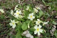 Primula vulgaris