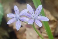 Scilla bifolia