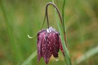 Fritillaria meleagris