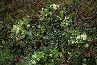 Primula vulgaris