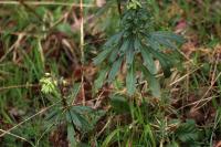 Euphorbia amygdaloides