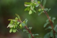 Euphorbia amygdaloides