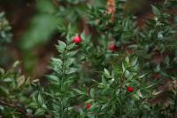 Ruscus aculeatus