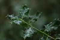 Ilex aquifolium