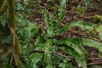 Asplenium scolopendrium