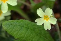 Primula vulgaris