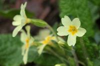 Primula vulgaris