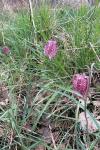 Fritillaria meleagris