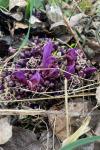 Lathraea clandestina