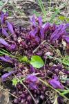 Lathraea clandestina