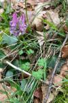 Corydalis solida