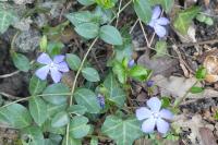 Vinca minor