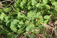 Doronicum plantagineum