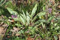 Pulmonaria longifolia