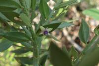 Ruscus aculeatus