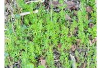 Galium aparine