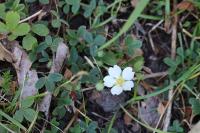 Potentilla sterilis