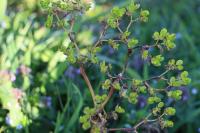 Euphorbia helioscopia