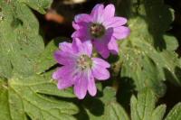 Geranium molle