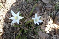 Ornithogalum divergens