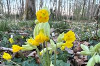 Primula veris