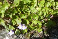 Cymbalaria muralis