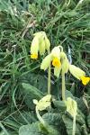 Primula veris