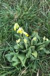 Primula veris